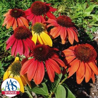 Cheyenne Spirit Echinacea Thumbnail